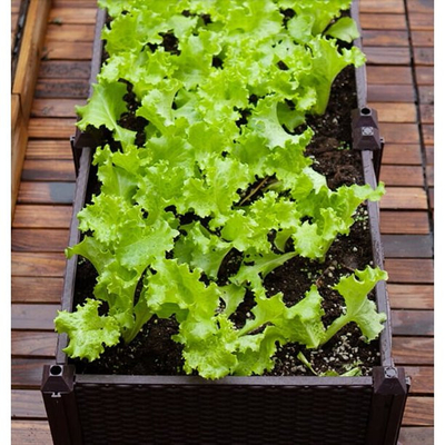 CE ISO9001 Polypropylene Planter Box พลาสติกยกสวนเตียง Planter Kit