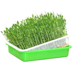 Multicolor Breathable Hydroponic Seedling Tray ความยาว 31 ซม. รีไซเคิลได้